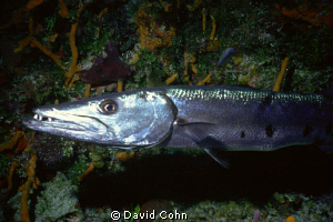 "Barry" the 'Cuda"..a big guy on a cozumel dive that didn... by David Cohn 